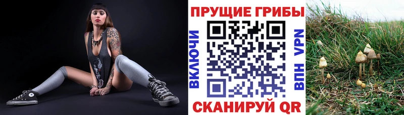 Купить где  Лакинск  Галлюциногенные грибы Cubensis 